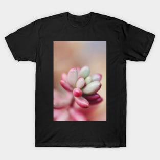 Sedum Aurora T-Shirt